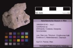 Foto (Objekt + Etiketten) von Cyclothyreus sp. (NHMW-GEO-1990-0041-0140)